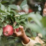UK Seasonal Worker Visa 2026: List of Approved Recruiters & How to Apply (Official Guide) A teenager picking fresh apples in a lush orchard, focusing on nature and harvest.